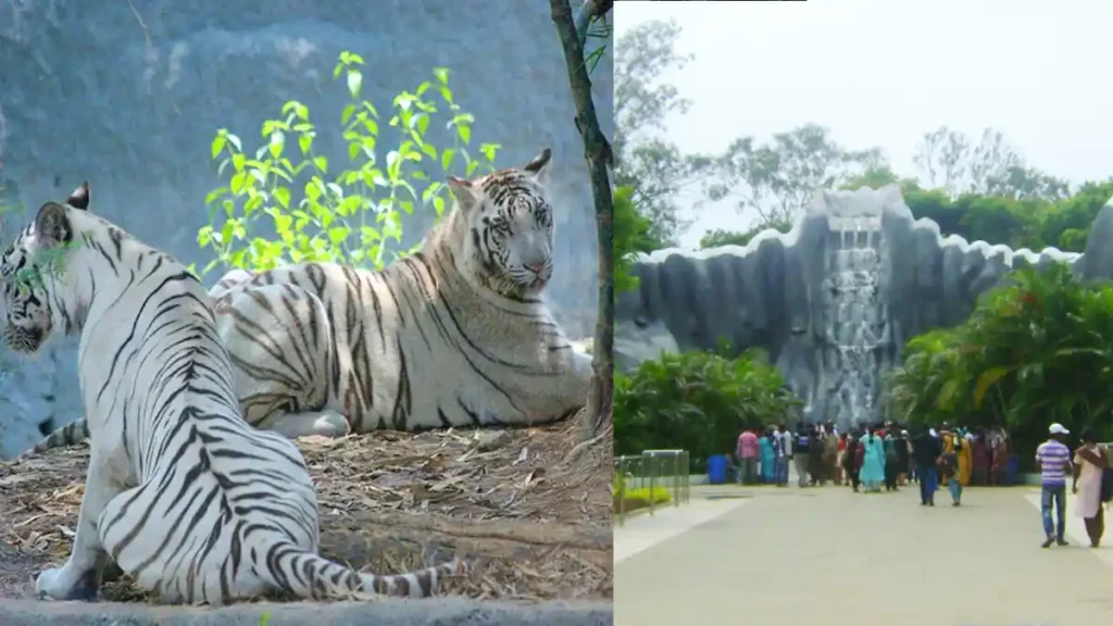 Arignar Anna Zoological Park 7 Best Things to Visit in Chennai