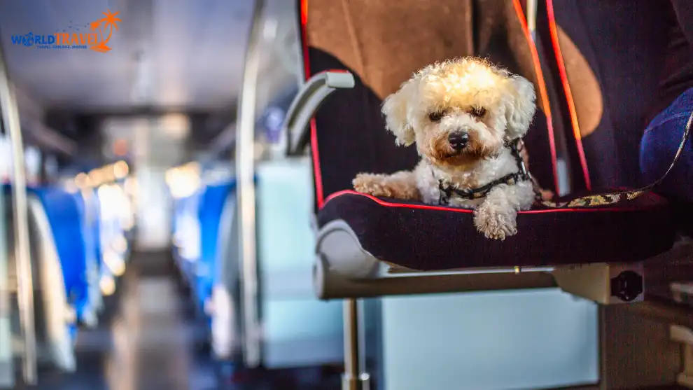 How to Travel with Dog in India by Train