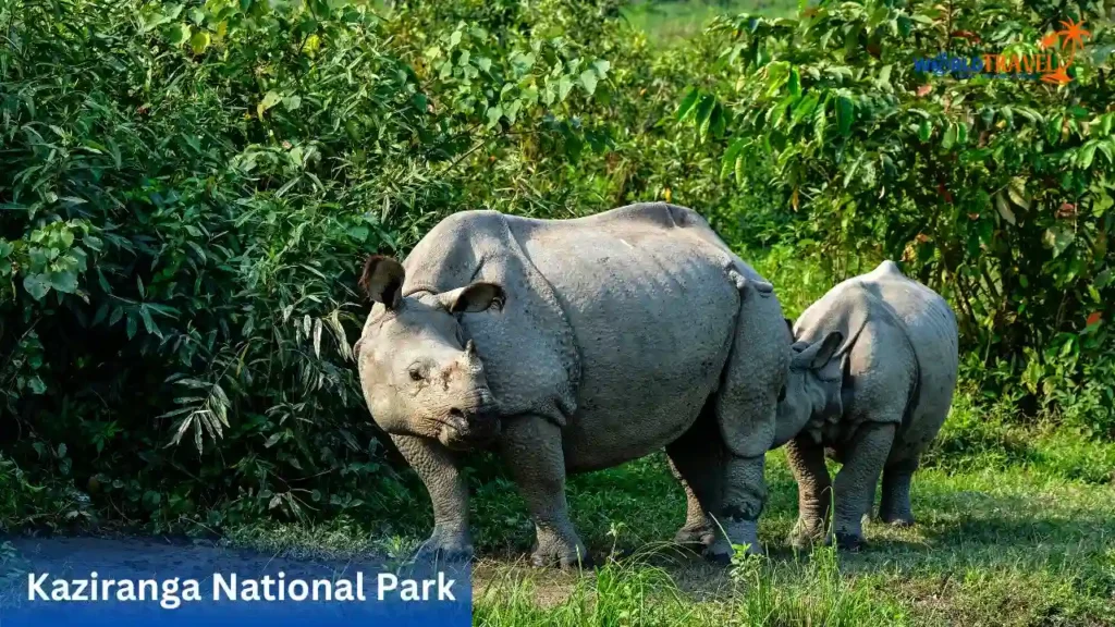 List of UNESCO World Heritage Sites in India_Kaziranga National Park_ A Biodiversity Hotspot