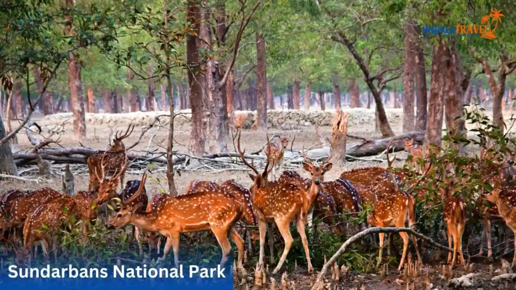 List of UNESCO World Heritage Sites in India_Sundarbans National Park_ A Mangrove Wilderness
